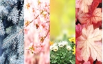 Picture for category Four Seasons